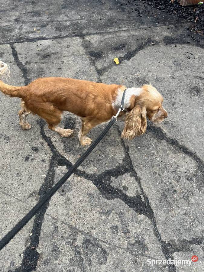 Sunia Cockier spaniel angielski Koronowo