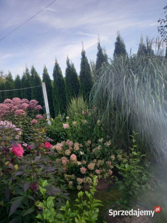 Działka ROD 300 m2 Grunty i działki świętokrzyskie Ostrowiec Świętokrzyski sprzedam