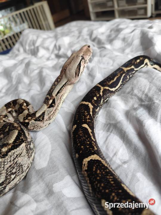 Samiec boa constrictorimperator Gady i płazy Pruszków