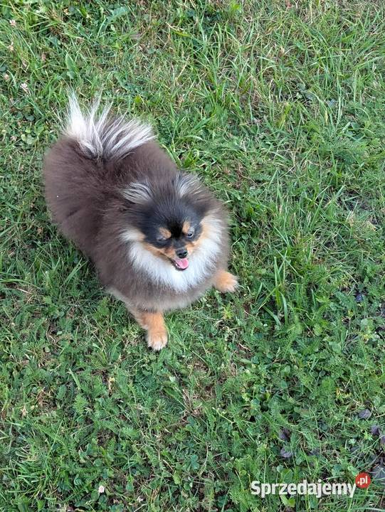 Pomeranian szpic miniatorowy małopolskie Wieliczka sprzedam