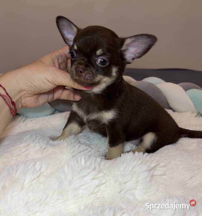 Chihuahua długowłosy piesek choco tan badania Bełchatów sprzedam