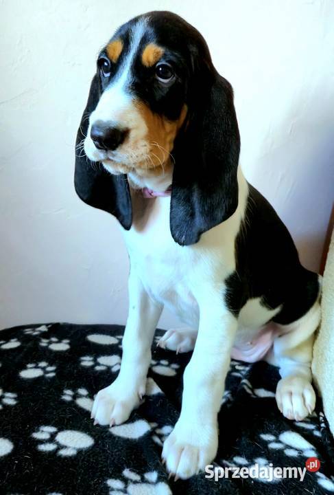 Gończy Berneński w Polsce Żyrardów