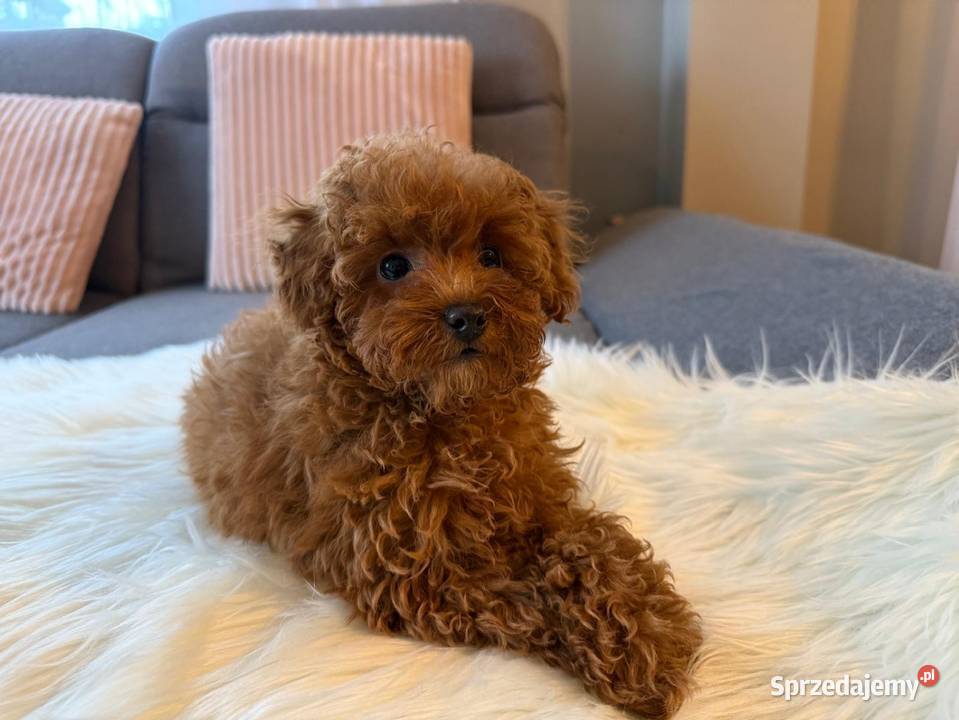 Pudelek Toy Piesek mazowieckie Warszawa