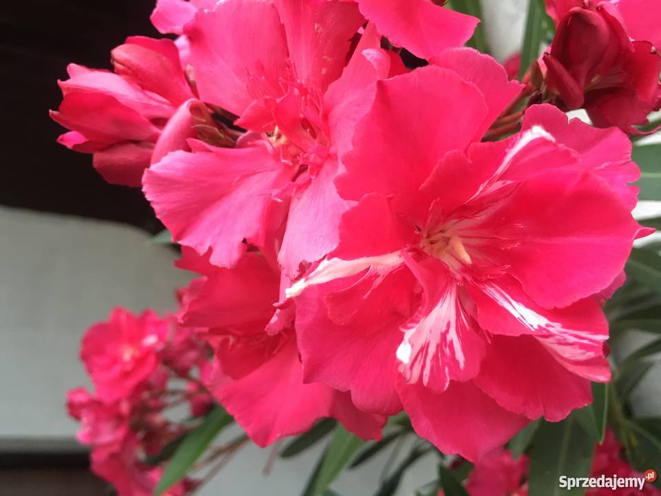 Kwiaty oleander Brzeźnica sprzedam