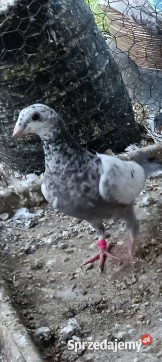 Gołębie pocztowe Drążdżewo Nowe sprzedam