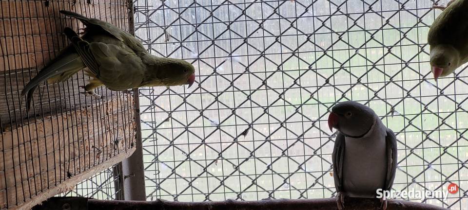 papugi aleksandretty obrożne śląskie Łaziska