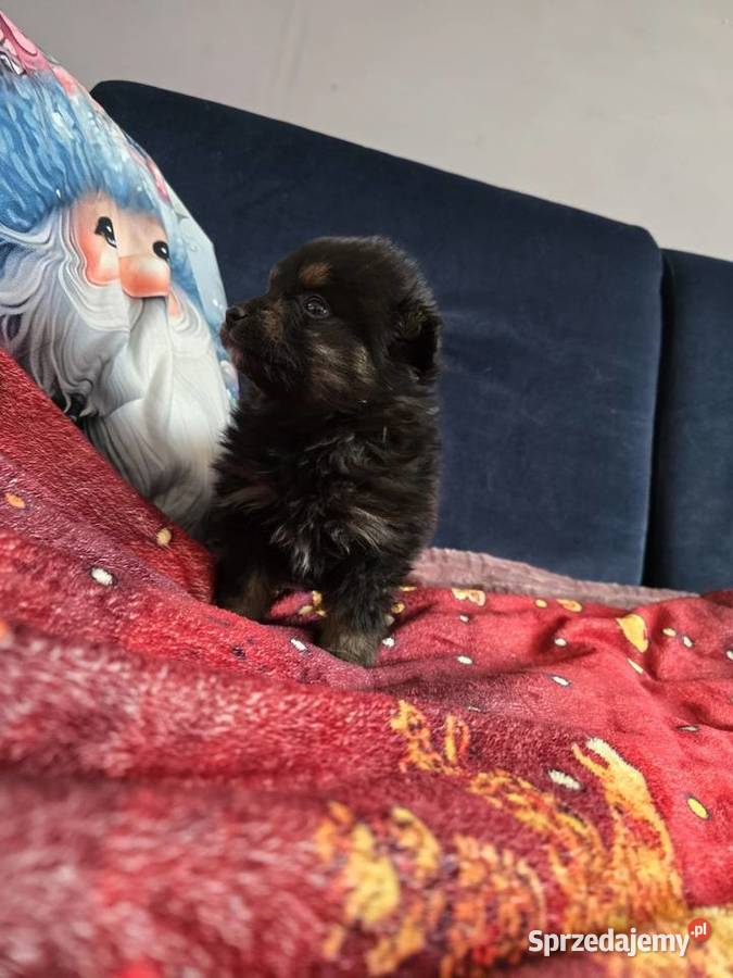 Szpic pomeranian małopolskie Tarnów sprzedam