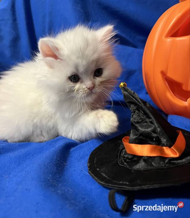 Michel i Edmund kocurki perskie łódzkie Piorunówek