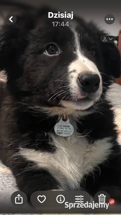 Bolde Collie szczeniaki