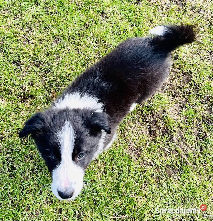 Piesek Border Collie Ratyń