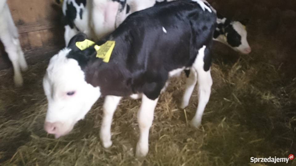 Byczki i jałówki sprzedam mięsne mieszane i ho Produkcja zwierzęca Golub-Dobrzyń