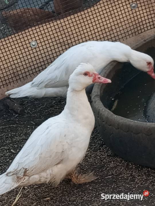 Kaczki piżmowe około 6 sztuk Ptaki Świecie nad Osą sprzedam
