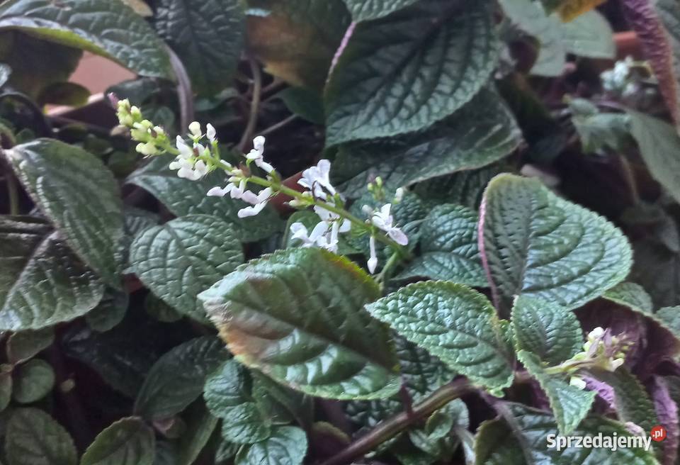 Kwiat Komarzyca Poznań