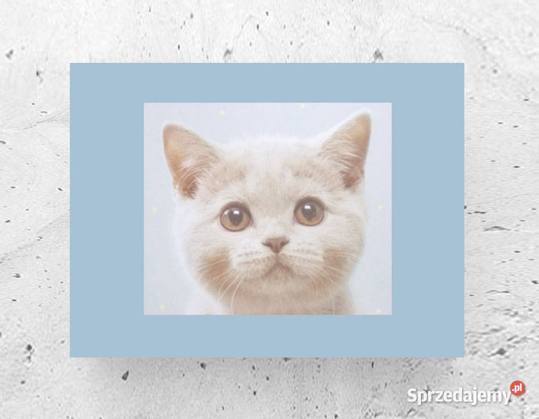pastelowy obrazek z kotem kot plakat A4 plakat z zachodniopomorskie Szczecin