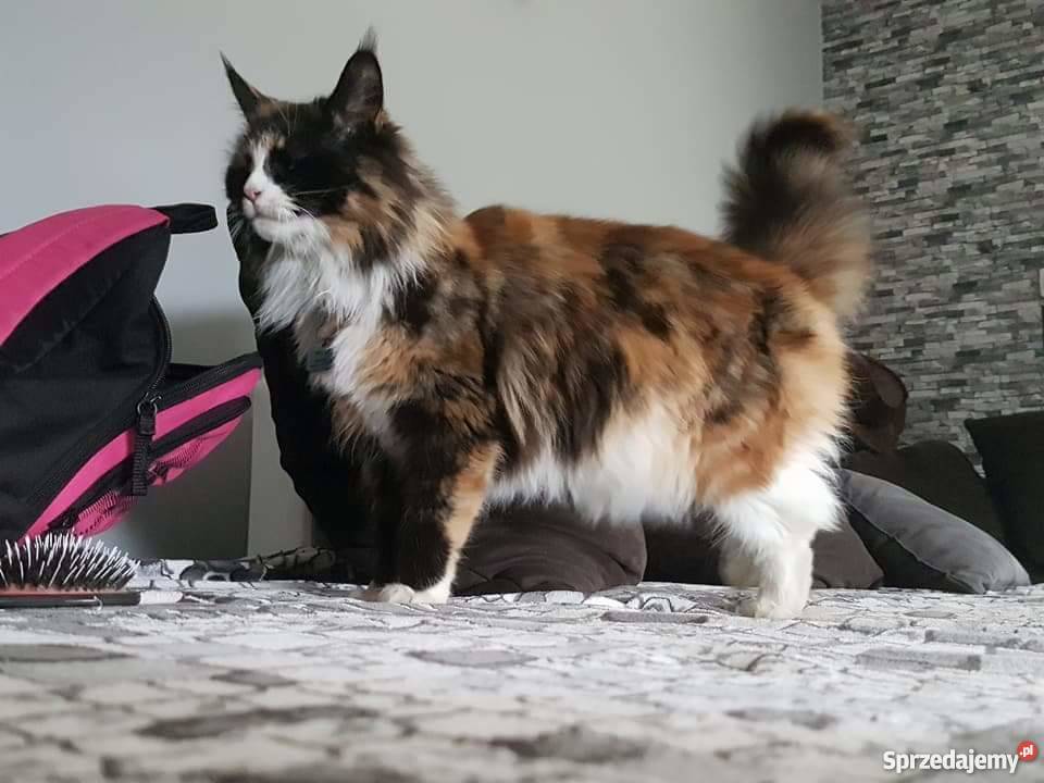 Maine Coon Krotoszyn