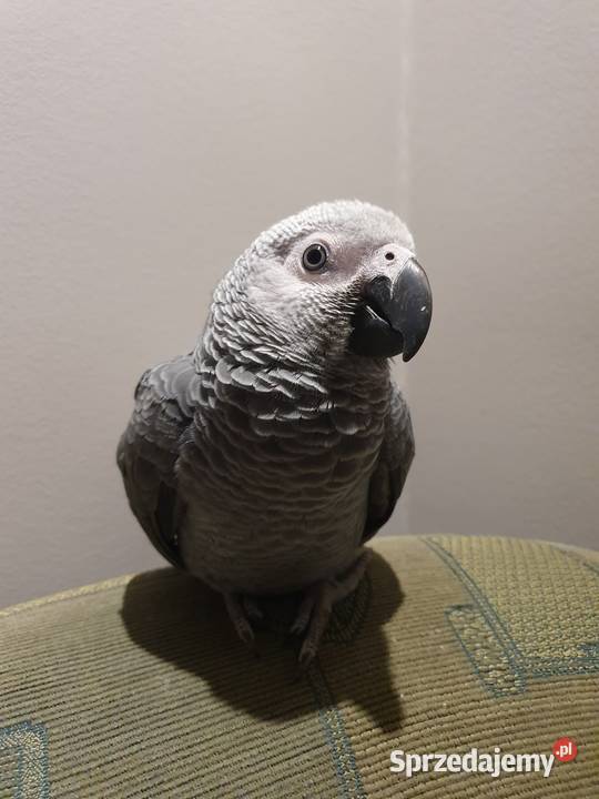 PAPUGA ŻAKO KONGIJSKA