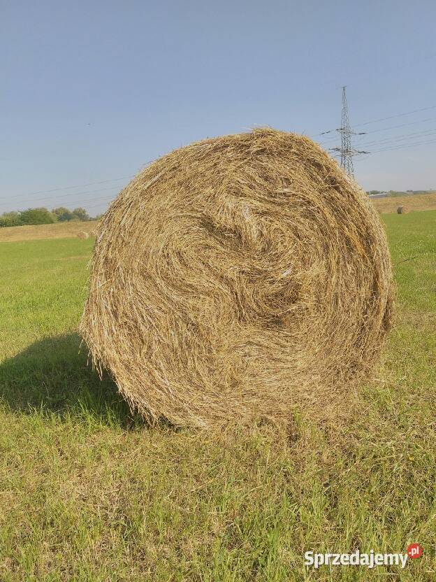 Sprzedam siano Produkcja roślinna Nowe Brzesko