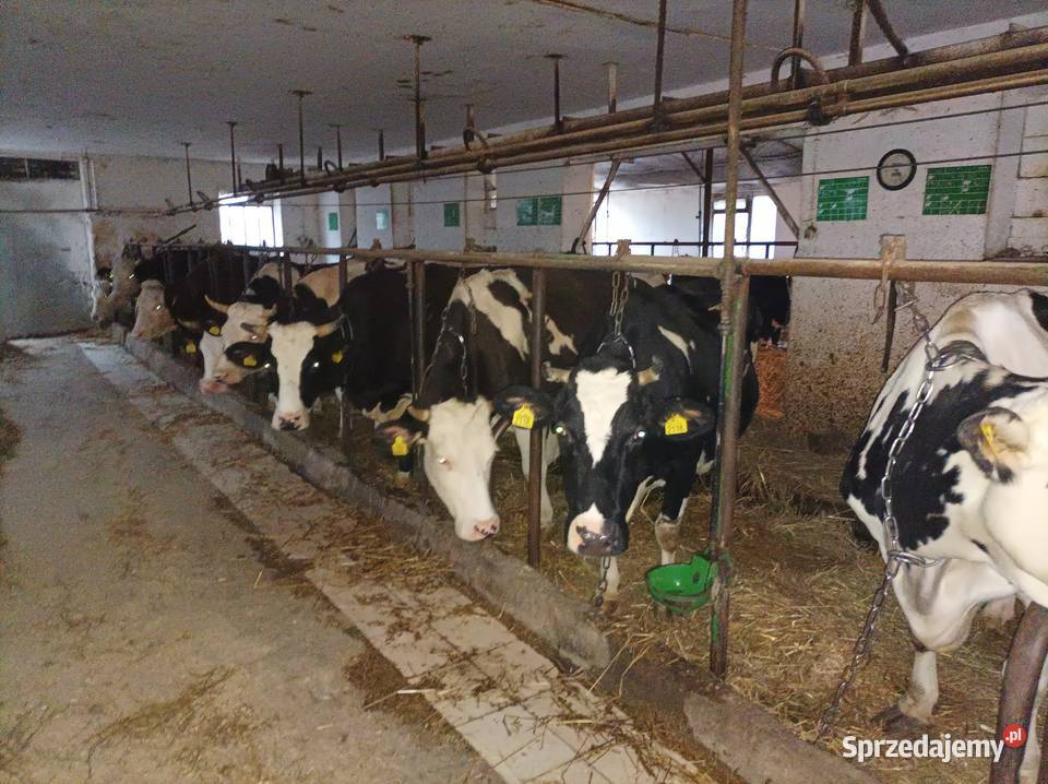 Likwidacja stada krów jałowek Zduny sprzedam