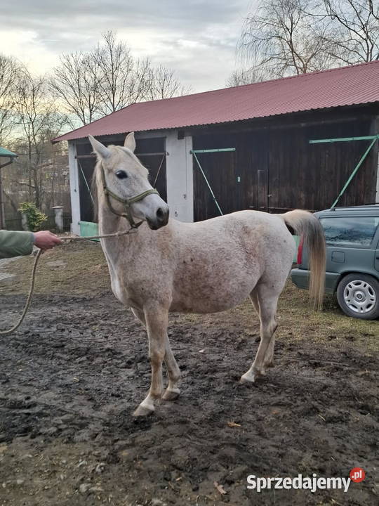 Klacz Czystej Krwi Arabskiej2 Piórków