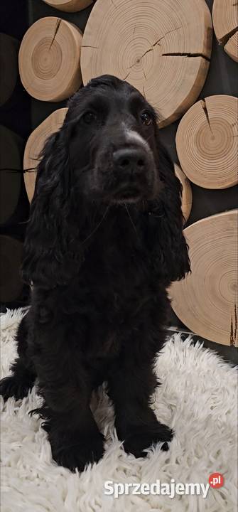 Cocker spaniel Jasienie