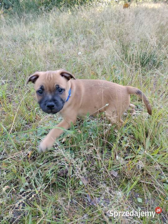 Staffik Staffordshire Bull terrier Łódź sprzedam