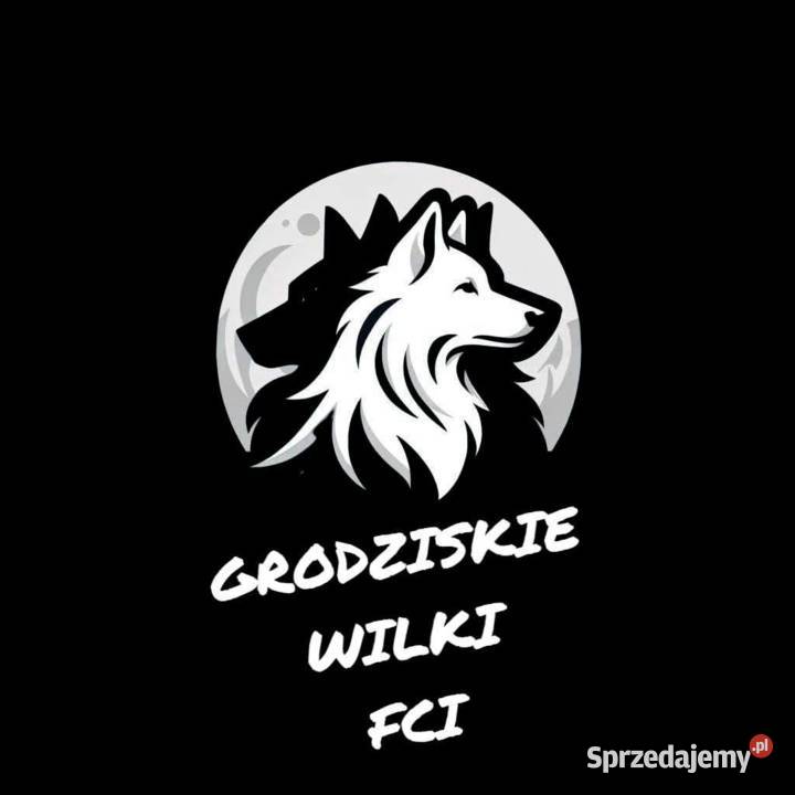 Biały Owczarek Szwajcarski ZKwP FCI szczenieta mazowieckie Grodzisk Mazowiecki