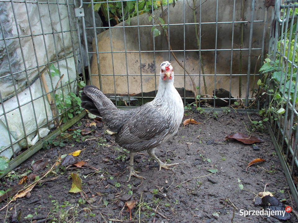 Liliputki złociste i srebrzyste para kogut kura Kutno
