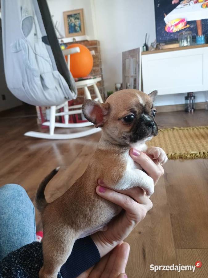 Chihuahua malutki xxs