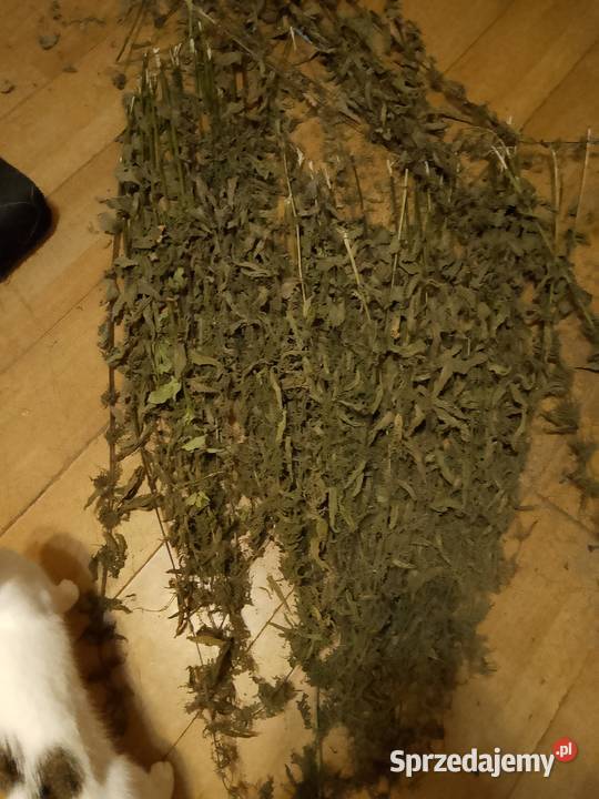 Ekologiczna Pokrzywa mazowieckie Warszawa