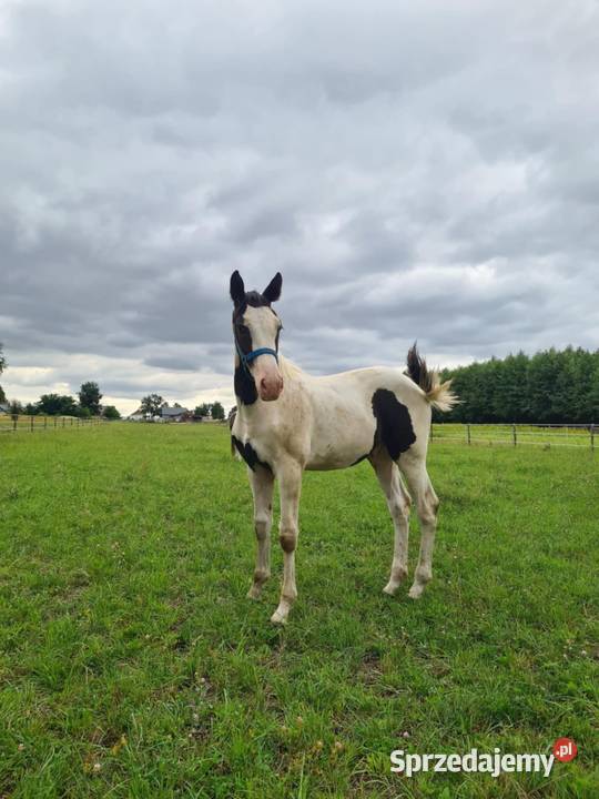 Sprzedam ogierka srokatego Konie Wiewiórka