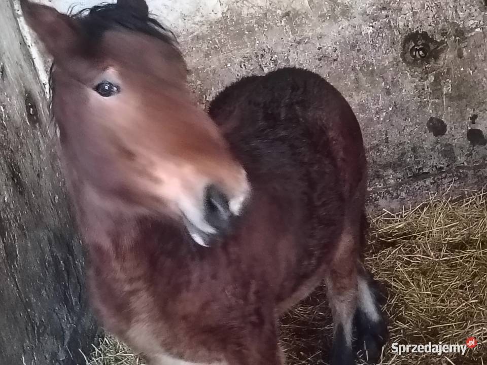 Źrebak 9 miesięczny Zimnokrwisty Maści Ciemny mazowieckie Radom