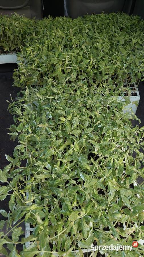 Sadzaka pomidora świętokrzyskie Prząsław