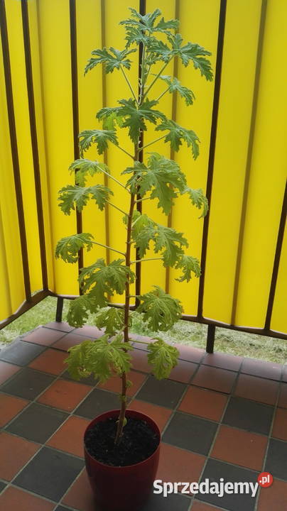Sprzedam kwiatka geranium anginkę Pozostałe sprzedam