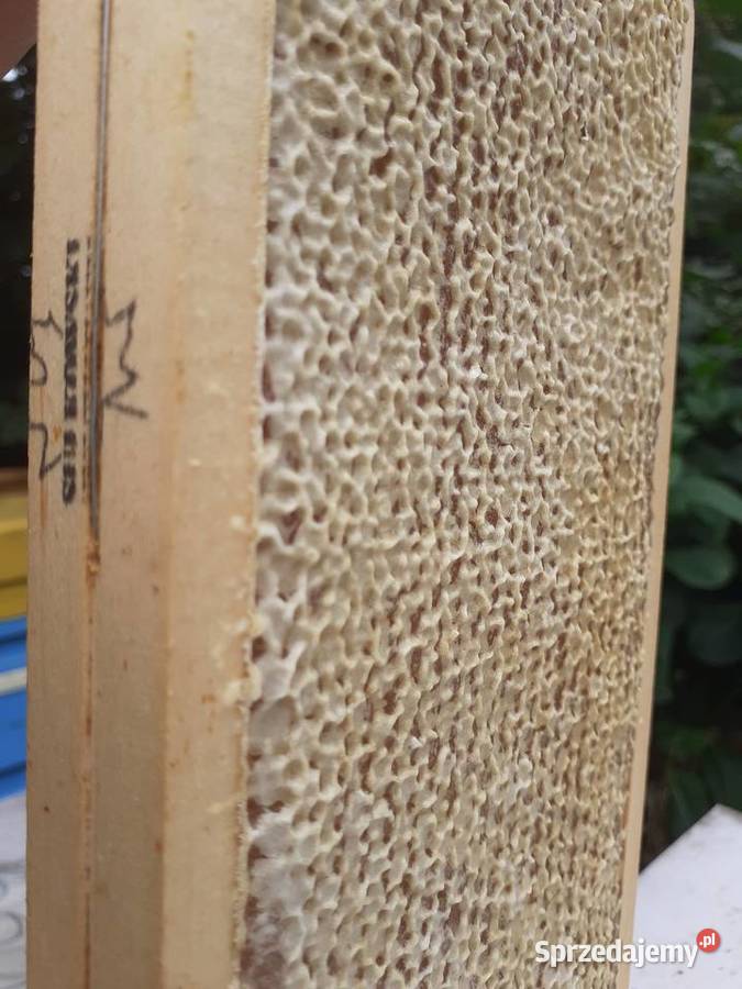 Plaster miodu Miód w plastrach Miód żywyj Ramka mazowieckie