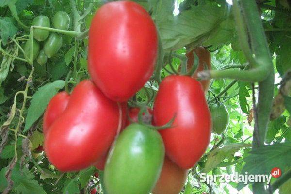 Pomidor rosyjski Nasiona kolekcjonerskie Nowy Sącz