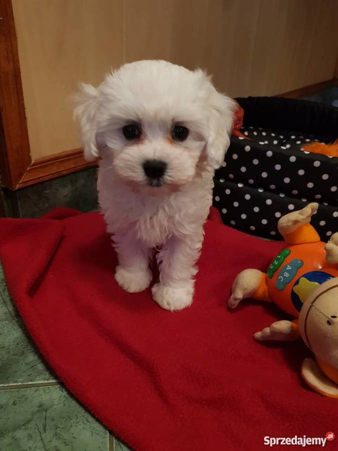 Sprzedam szczeniaczka Bolończyka Wadowice