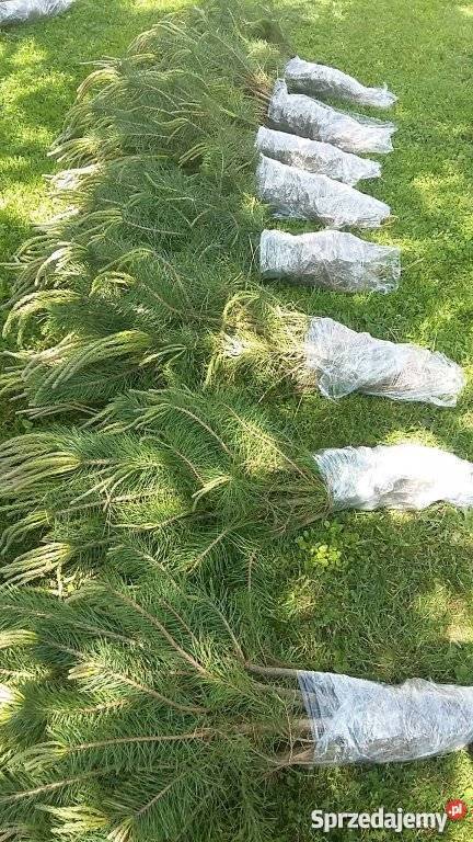 Sadzonki sosny na zalesianie Biała Podlaska