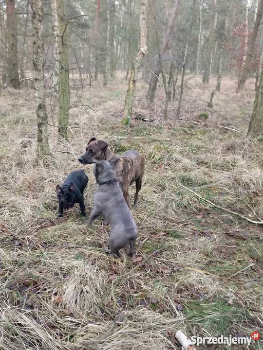 Buldogi francuskie rodowodowe oddam w ręce