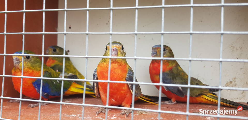 Sprzedam łąkówki turkusowe wielkopolskie Miłaczewek