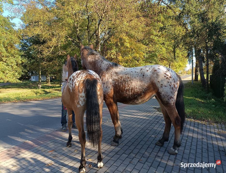 tarantowate klacze wielkopolskie Oborniki