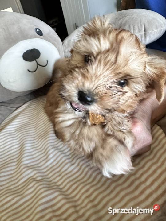 Mini chłopczyk Ocean Pearl Yorkshirre Terrier Bytom
