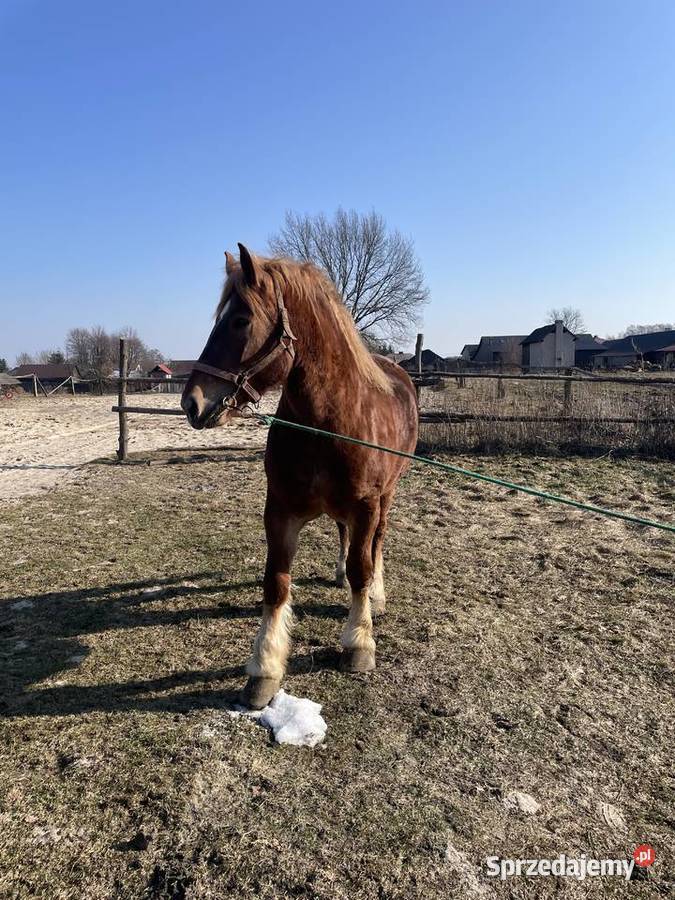Sprzedam kobyle sokolska zimnokrwista lubelskie Gózd Lipiński