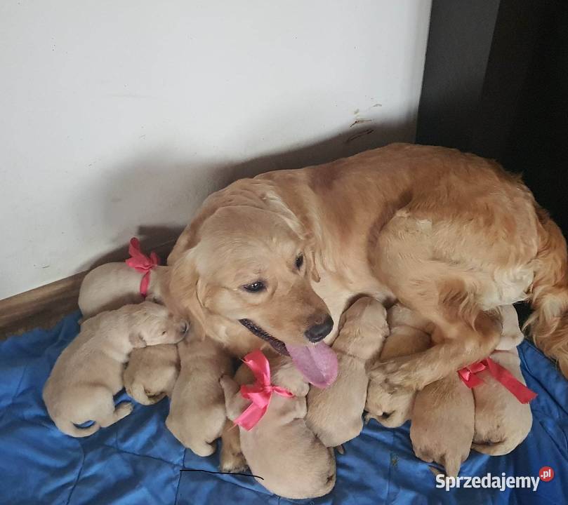 Golden Retriever śliczne szczeniaki Champion Radomsko