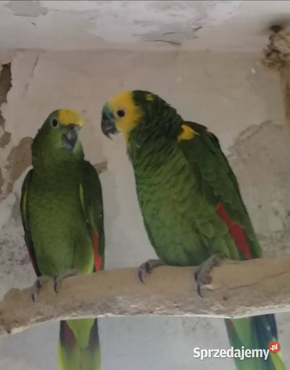 Sprzedaż Amazonki Niebieskoczelne para Szamotuły