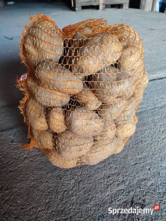 Ziemniaki jadalne Soraya Rośliny okopowe Błogocice