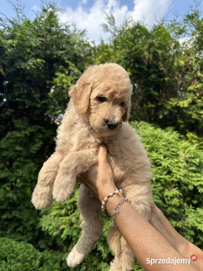 SZCZENIĘTA PUDEL KRÓLEWSKI CZRNE I ZŁOTE Częstochowa