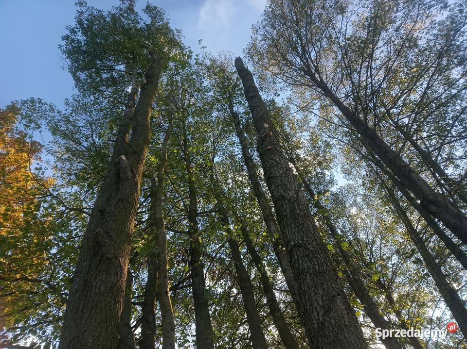 Przycinanie drzew metodą alpinistyczną wycinka Wyszków prace ogrodowe