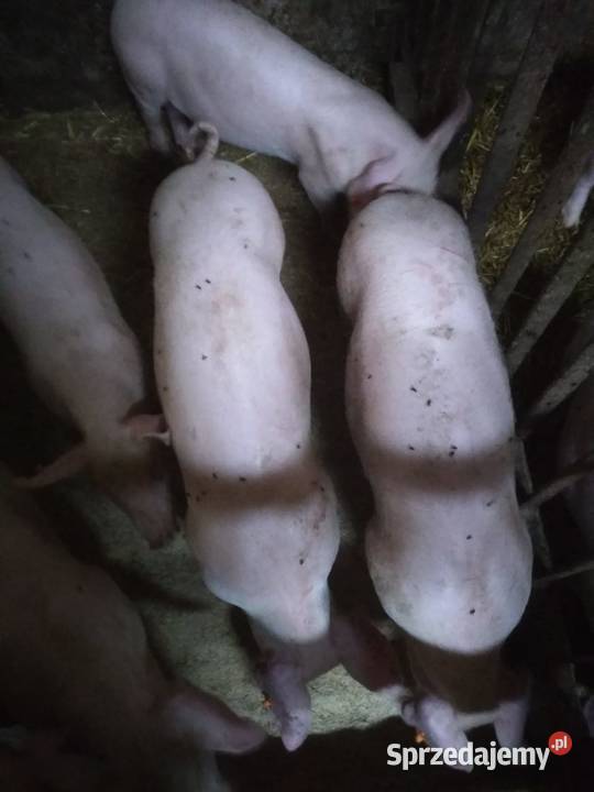 Sprzedam prosięta waga średnia 3334 Kłudzice