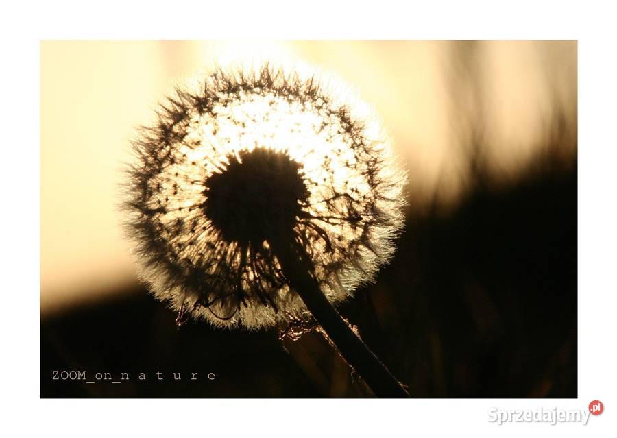 ZDJĘCIA przyrodnicze czII Witnica sprzedam