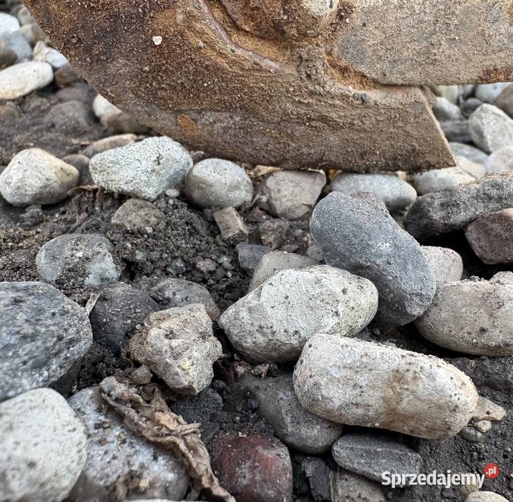 Siewnik poznaniak na docisku i wąskim kole Siewniki i sadzarki wielkopolskie Konin sprzedam